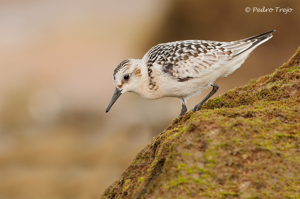 Correlimos tridáctilo (Calidris alba)